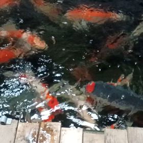 水が良くなってきたの画像