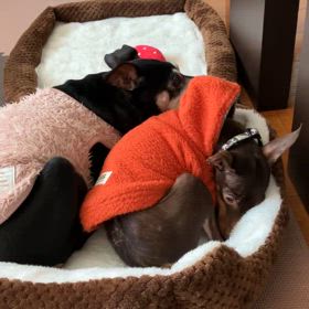 二頭飼い生活の画像