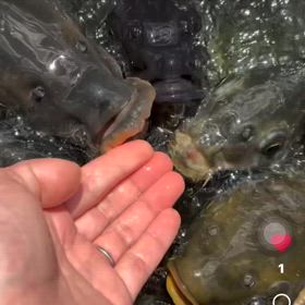 先日のインフルエンサーさん♬.*ﾟの画像