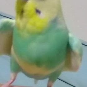 あおにょの拳の画像