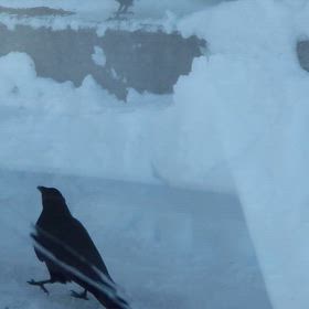 ハシボソ兄弟頑張れの画像