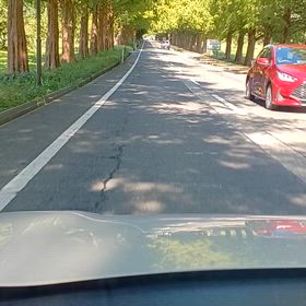 滋賀県メタセコイヤ並木の画像