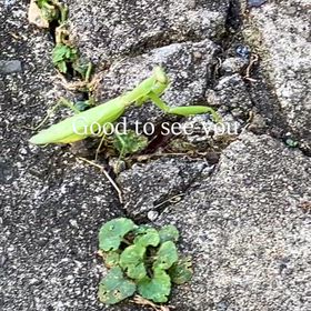 カマキリの画像