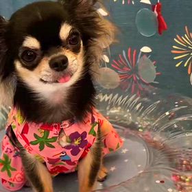 ミエちゃんのブログ