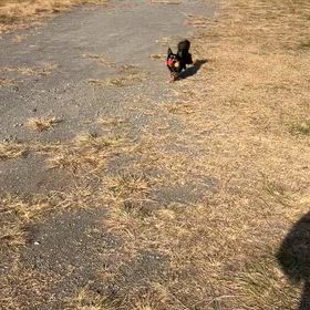 冬野菜の値段が下がってきました　まめたボール遊びの画像