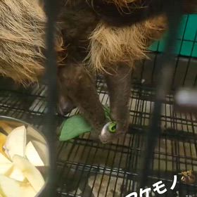 フタユビナマケモノ　ベビーの画像