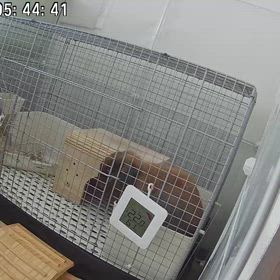 うさぎさんの朝ごはんの画像