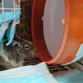 デグー・ふうChan♡るいKunのケージ探検ちゅう(*^_^*)♪☆2026.1.5(月)の画像