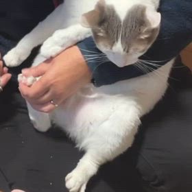 爪切りはイヤにゃんの画像