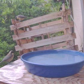 すぎぴたんの事件簿シーズン3　522話（大盛況のレストランひまわり　ヤマガラ、メジロ）の画像