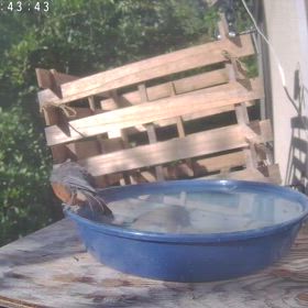 すぎぴたんの事件簿シーズン3　552話（大繁盛！スパ！　　争奪戦！　ヤマガラ、メジロ）の画像