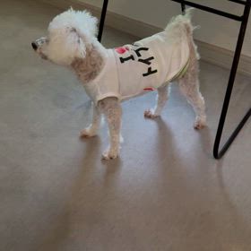 うちの老犬の画像