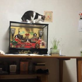 スロースリップの地震を感じない！お雛様又来年待ってるにゃ〜の画像