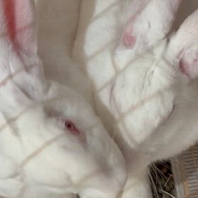 仲良し姉妹の画像