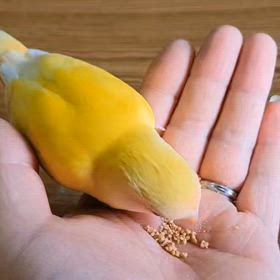 おっさんメロメロ(≧ω≦)の画像