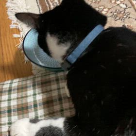 正月じゃなくてもの画像