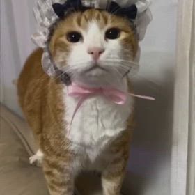 あーぱつあぱつの画像