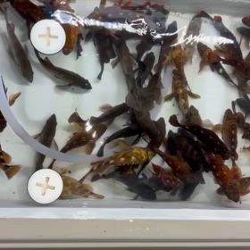 根魚調査の画像