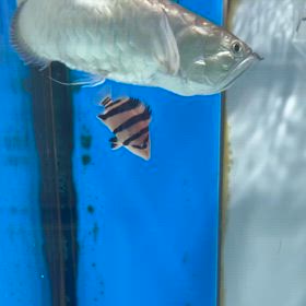 山口県のお客様に超極上白虎！ダトニオリアルバンドご成約頂きました！の画像