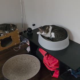 三日坊主の画像