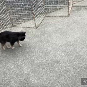 実家のドッグランの画像