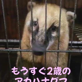 アカハナグマの画像