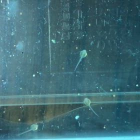 アルビノステルバイ 産卵 5日目の画像