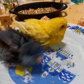 リストラの画像