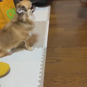 お誕生日の画像