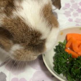 まりん2歳　パセリ大好きの画像