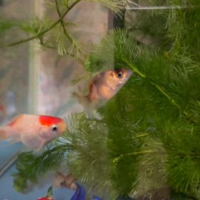 金魚のお部屋掃除‼︎の画像