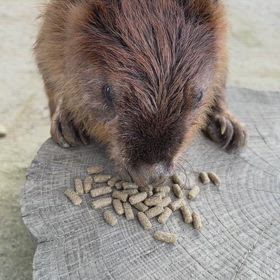 えいたくん‼️の画像