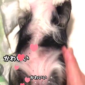 チワワのぷぅU^ェ^Uちゃんの画像