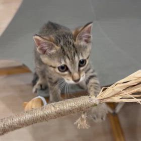 マタタビ 失敗の画像