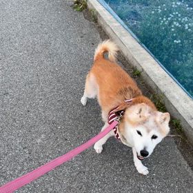 ありがとうの画像