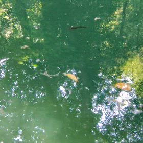 八重垣神社　イモリ特集(笑)の画像