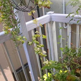 双子の虹発生の画像