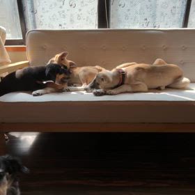 保護っ子達の画像