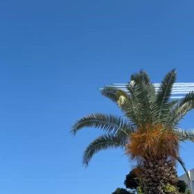 プルーインパルスの画像