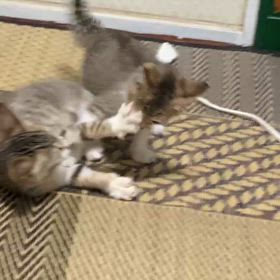 トライアル開始の画像