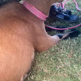 アメリカ生活ファーマーズマーケットの画像