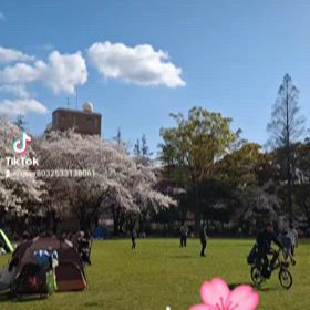 桜の動画の画像