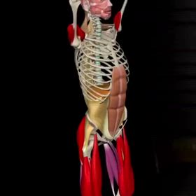 骨格で見るトレーニングの画像
