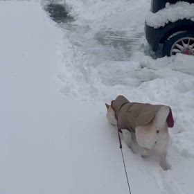 かき氷食べ放題の画像