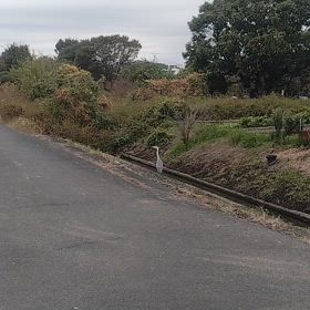 今日の一本の画像