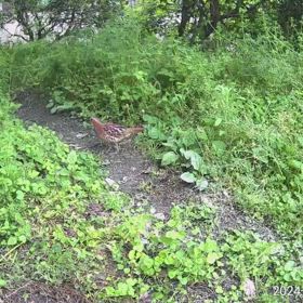 すぎぴたんの事件簿シーズン3　486話（コジュケイの日常）の画像