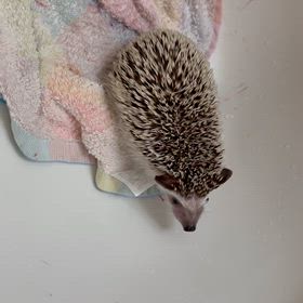 たまげたの画像