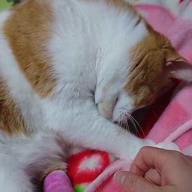 離れたくない！の画像