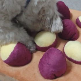 愛犬ほ・た・て（マルプー）のノーズワークの画像
