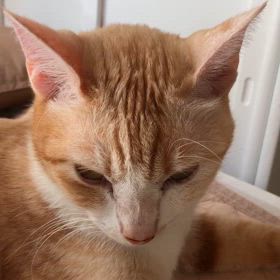 かわいい　って言ってみた。の画像